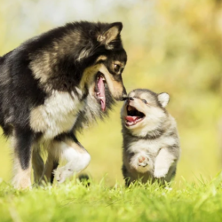 Veterinary Medication
