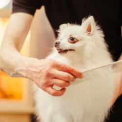 Grooming