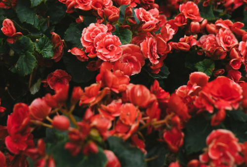 Elopement & Intimate Ceremony