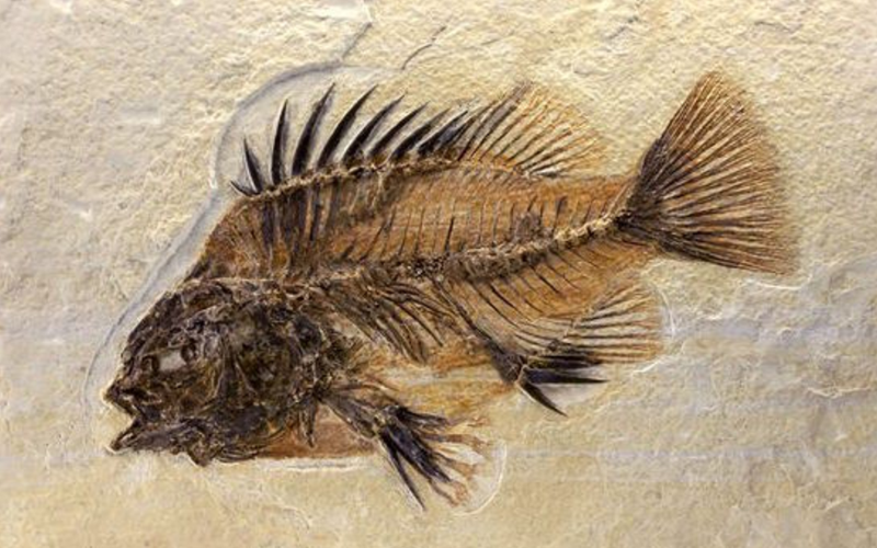 Fossil Fish
