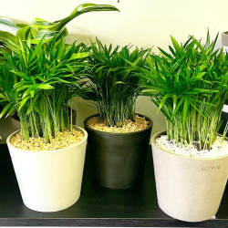 Areca Palm