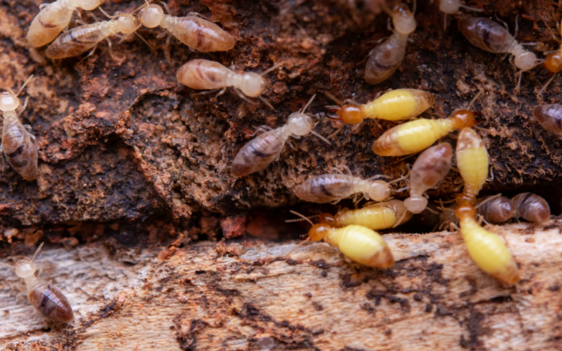 Total Termite Protection Plan