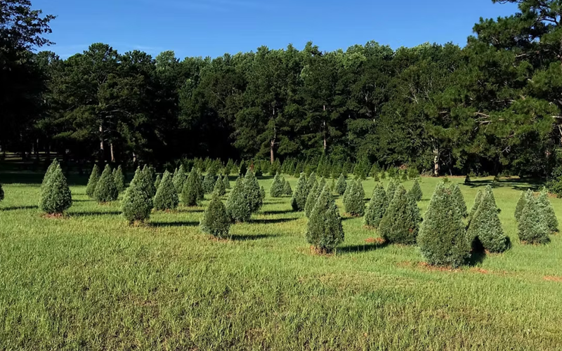 Southern Christmas Trees