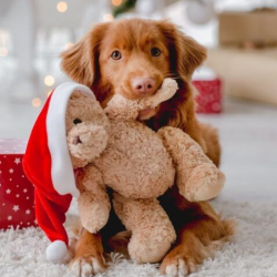 Pet Odor Removal