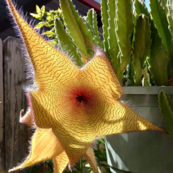 Starfish Plant
