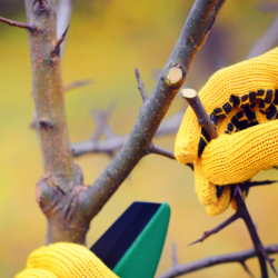 Tree Pruning