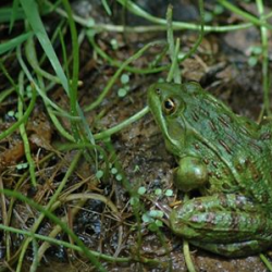 Forest Conservation & Restoration