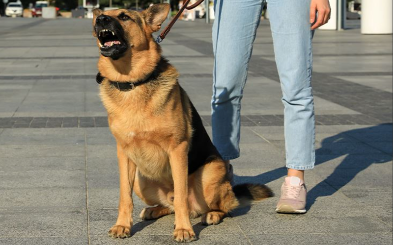 Dog Bite Injuries