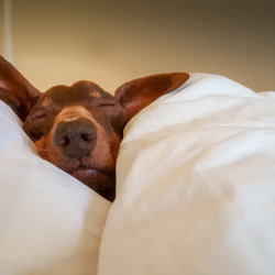 Pet-Friendly Stays