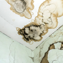 Mold Testing