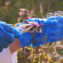 THC Testing