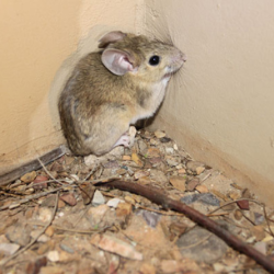 Rodent Removal Service