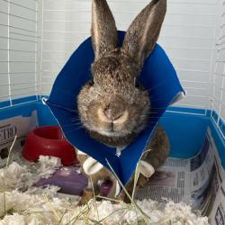 Rabbit Spay/Neuter Services