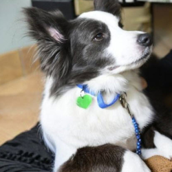 Leashes and Collars for Adopted Pets
