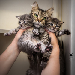 Community Cat Trap, Neuter, Return (TNR) Program