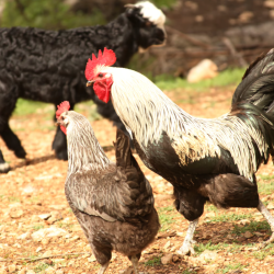 Responsibly Raised Livestock Products