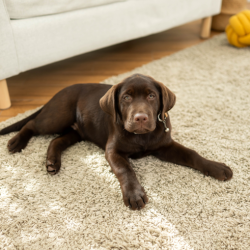 Pet Odor & Pet Stains Removal