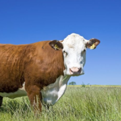 Large Animal Care