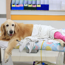 Preventative Care