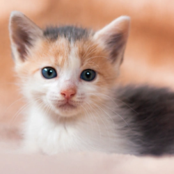 Puppy & Kitten Care