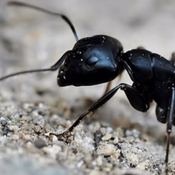 Ant Control