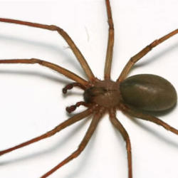 Spider Control