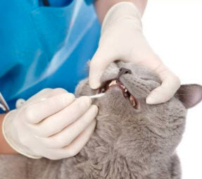 Dental Cleansing and Procedures