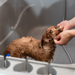 Kennel Baths