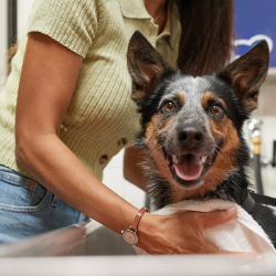 Self-Serve Dog Wash