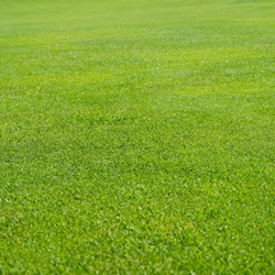 Scottish Links