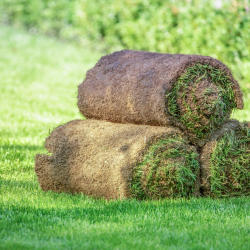Kentucky Blue Grass Sod Mix