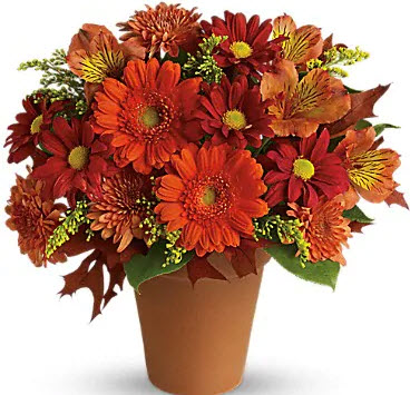 Fall Flowers