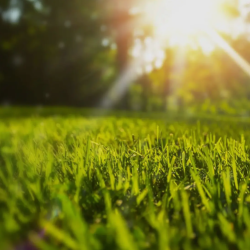 Lawn Seeding