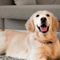 Pet Insurance