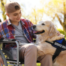 Therapy and Companion Dogs