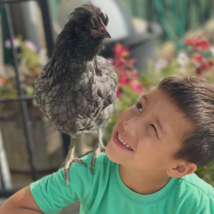 Rare Chicken Breeds For Sale