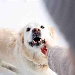 Dog Bites