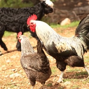 Livestock and Agricultural Shows