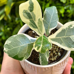 Houseplants