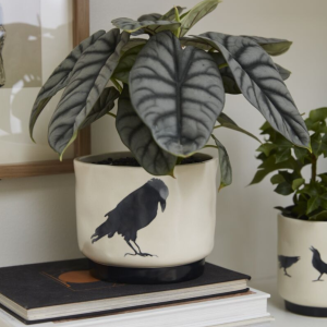 Pots & Planters