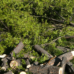 Emergency Tree Services