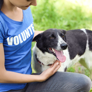 Volunteer Programs