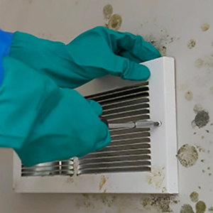 Mould Removal and Remediation