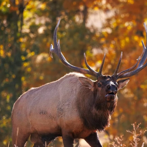 Big Game Hunts