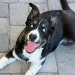 Foster a Dog