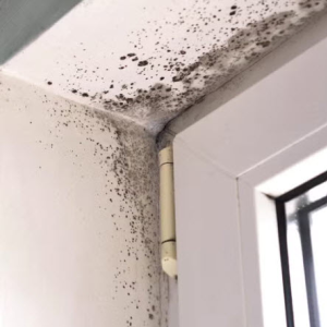 Mold Remediation