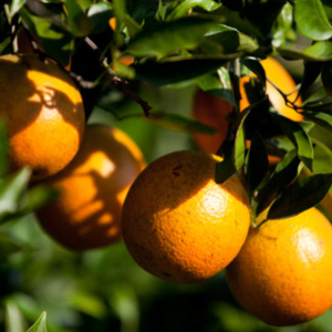 Fruit & Vegetable Gardening