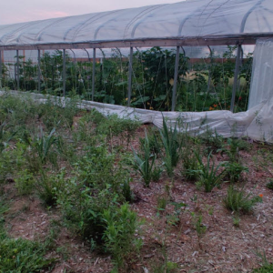 Garden Coaching