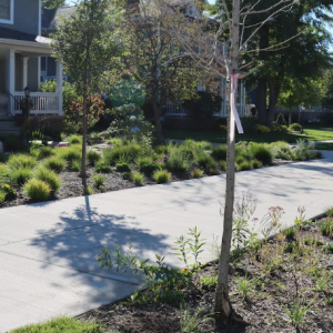Foundation Beds