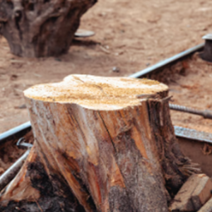 Under-Home Stump Removal and Beam Replacements
